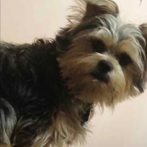 Meet your Posher, Sandy